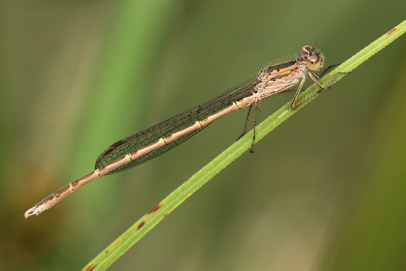 Sibirische Winterlibelle (Sympecma paedisca)