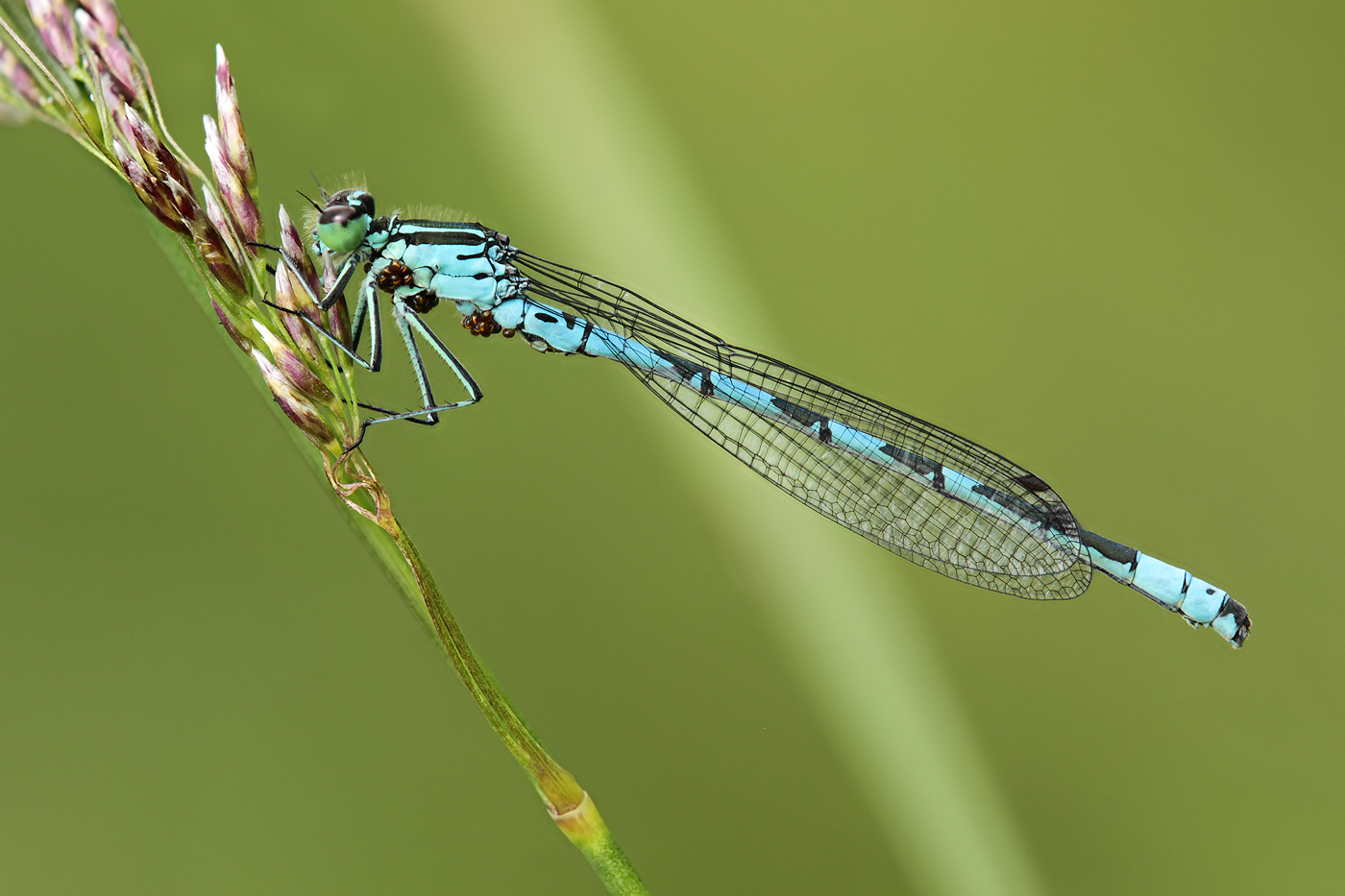 Speer-Azurjungfer (Coenagrion hastulatum)