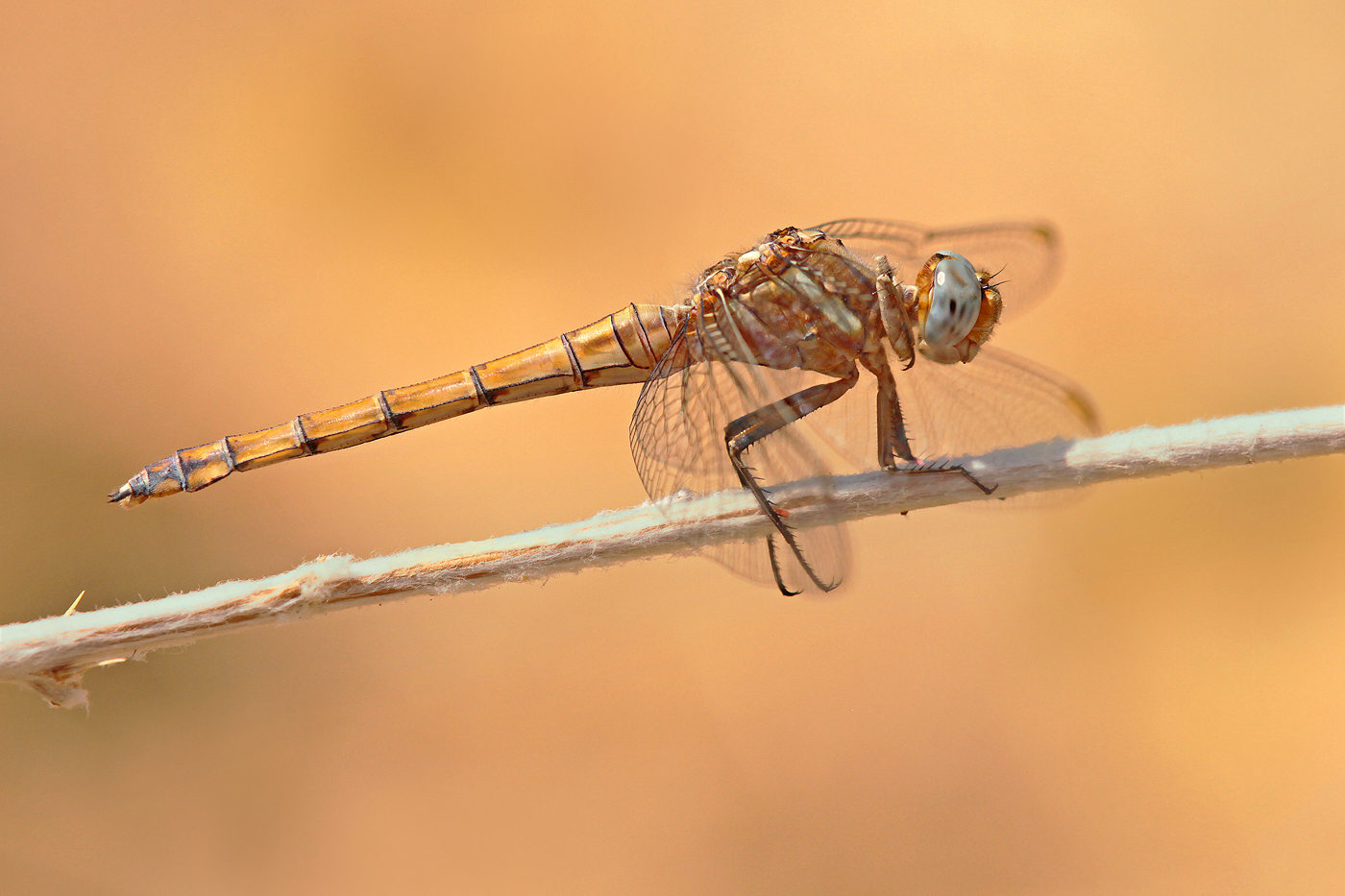 Rahmstreif-Blaupfeil (Orthetrum chrysostigma)