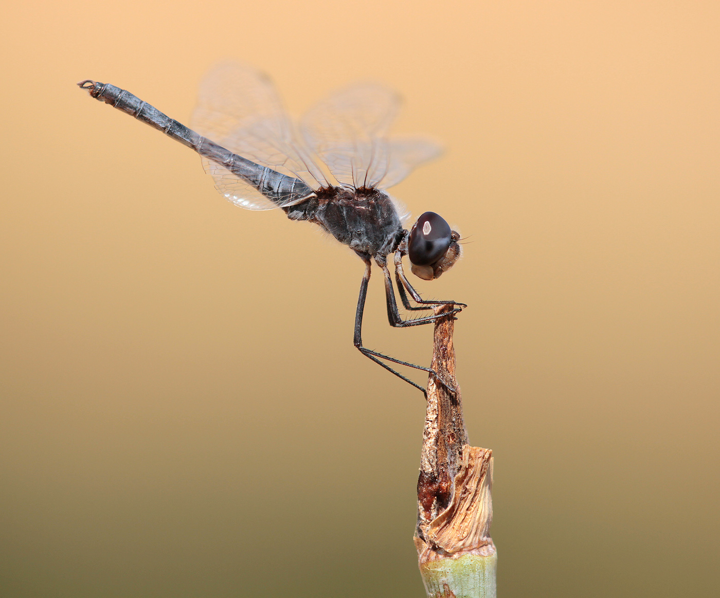 Schwarzer Baron (Selysiothemis nigra), Männchen