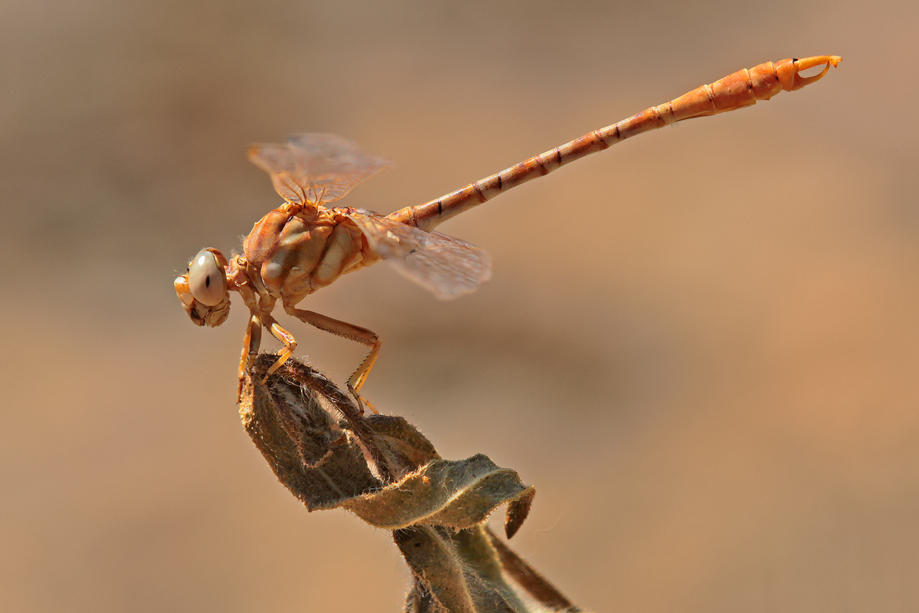 Braune Zangenlibelle (Onychogomphus costae), Männchen