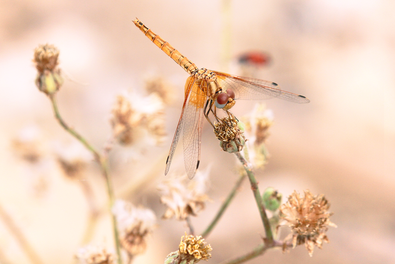 Feuerroter Sonnenzeiger (Trithemis kirbyi), Weibchen