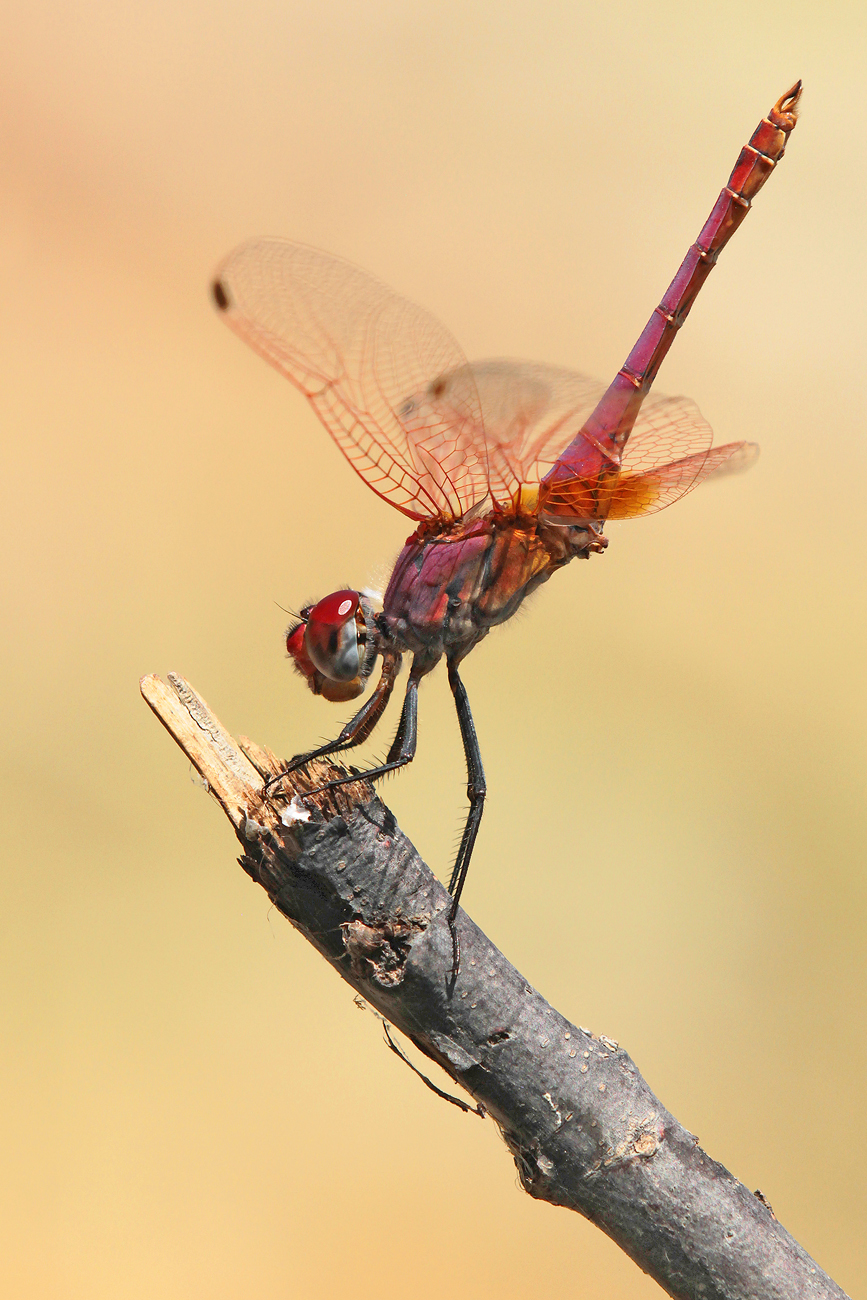 Violetter Sonnenzeiger (Trithemis annulata), Männchen