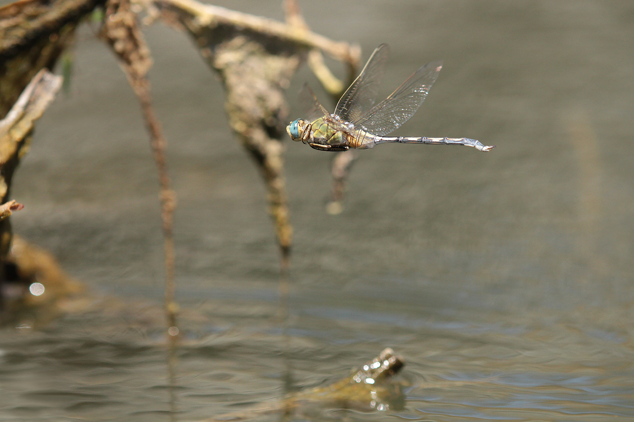 Langer Blaupfeil (Orthetrum trinacria), Weibchen (Eiablage)