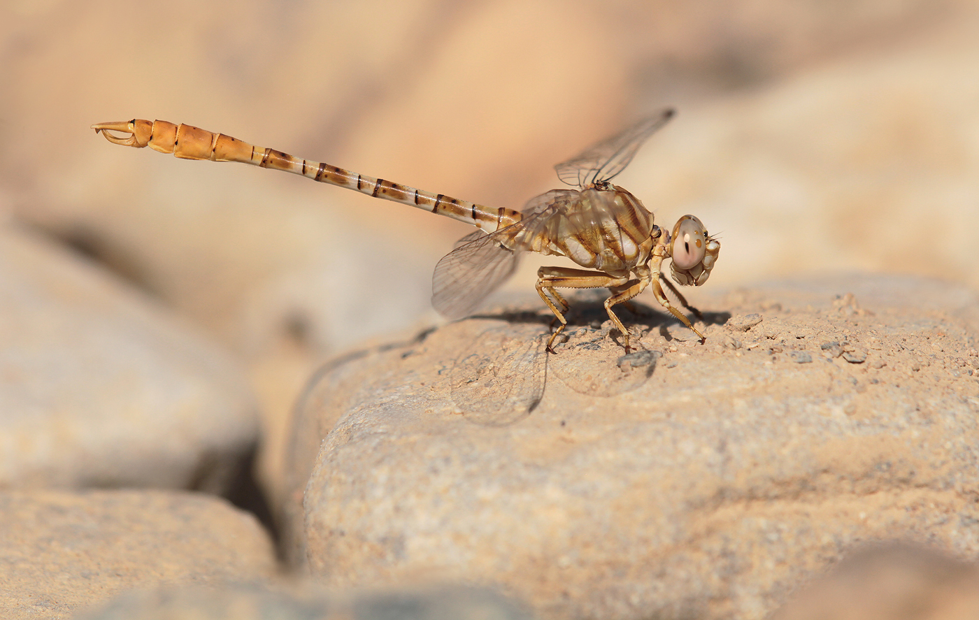 Braune Zangenlibelle (Onychogomphus costae)