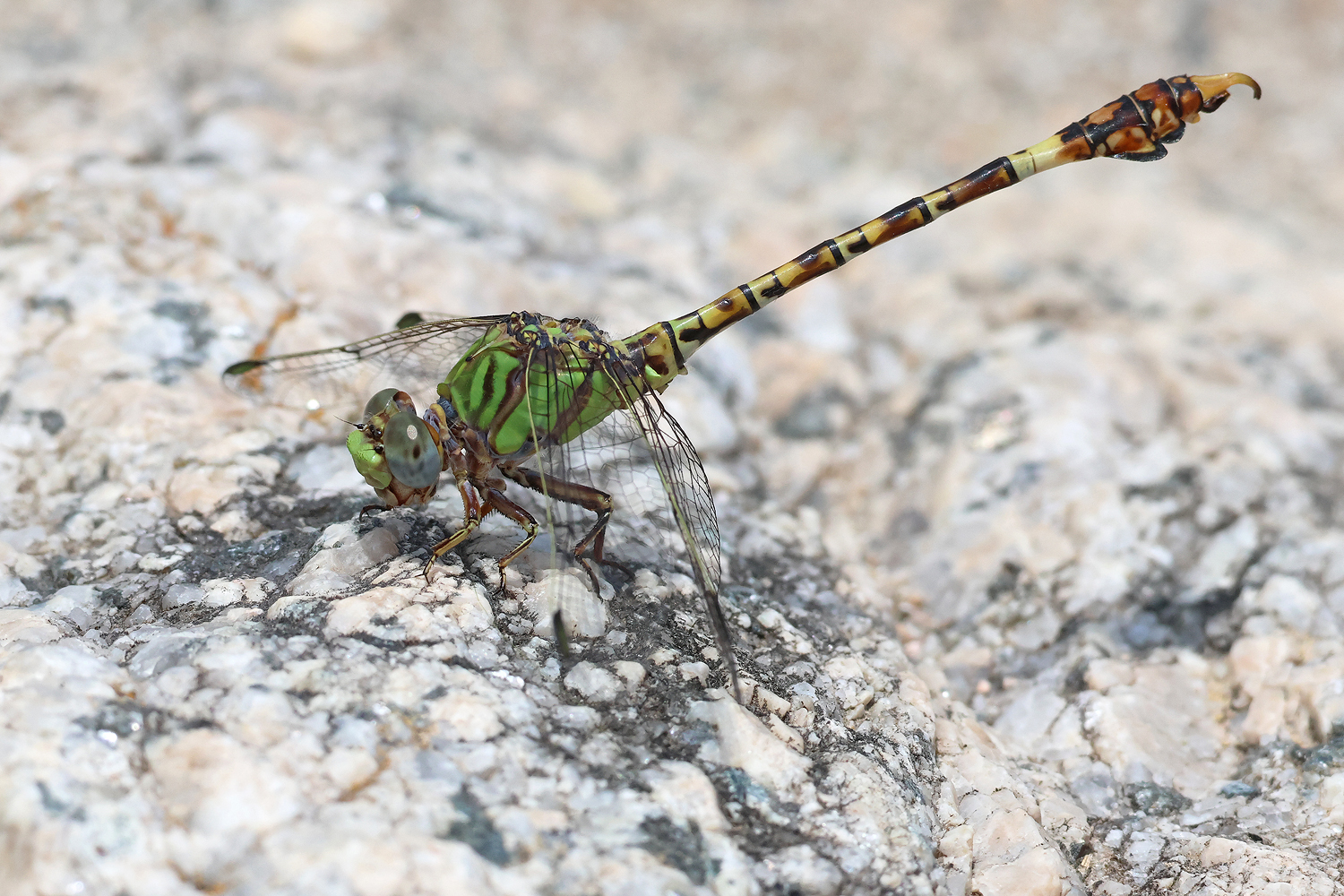 Grüne Sandjungfer (Paragomphus genei)