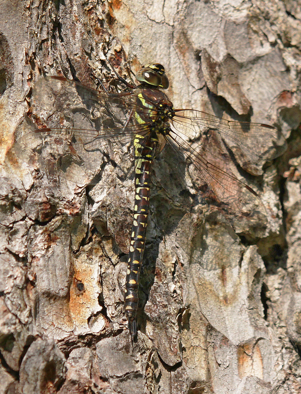 Hochmoor-Mosaikjungfer (Aeshna subarctica)