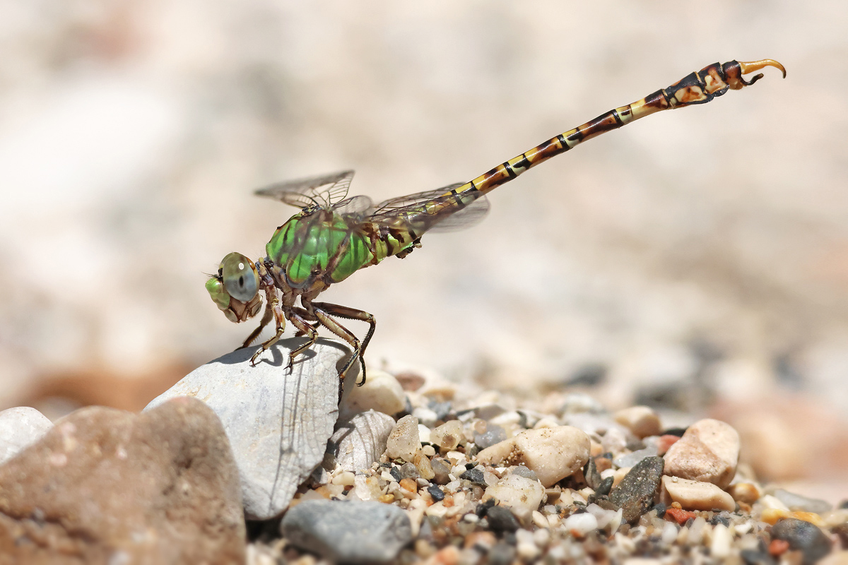 Grüne Sandjungfer (Paragomphus genei)