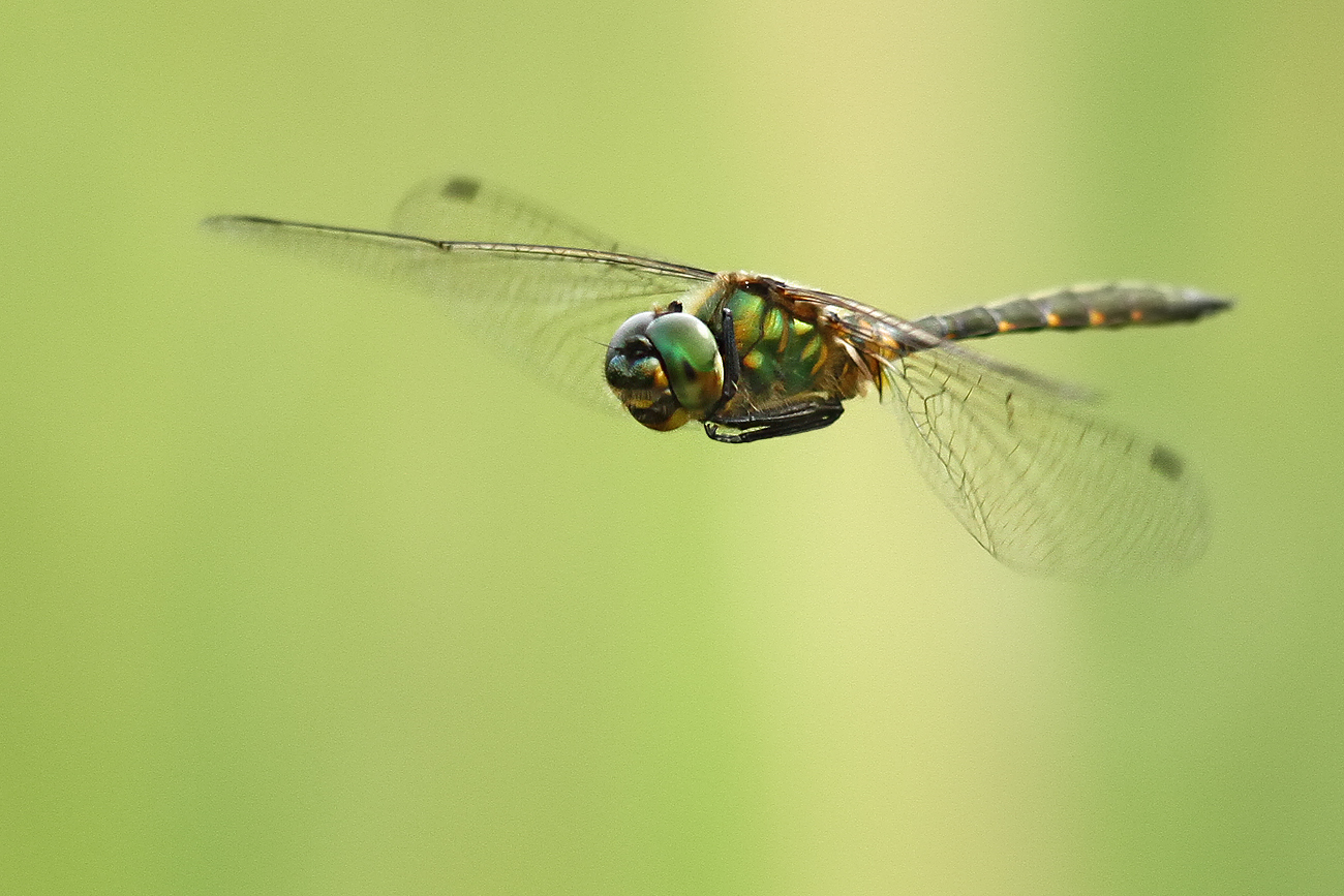 Gefleckte Smaragdlibelle (Somatochlora flavomaculata)
