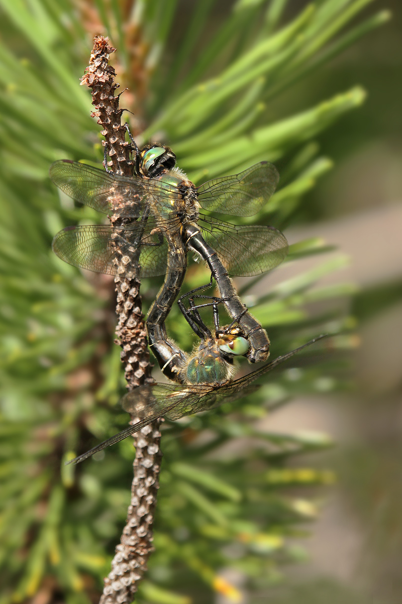 Alpen-Smaragdlibelle (Somatochlora alpestris)