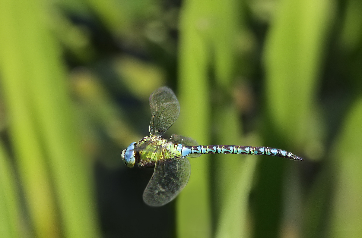 Grüne Mosaikjungfer (Aeshna viridis)