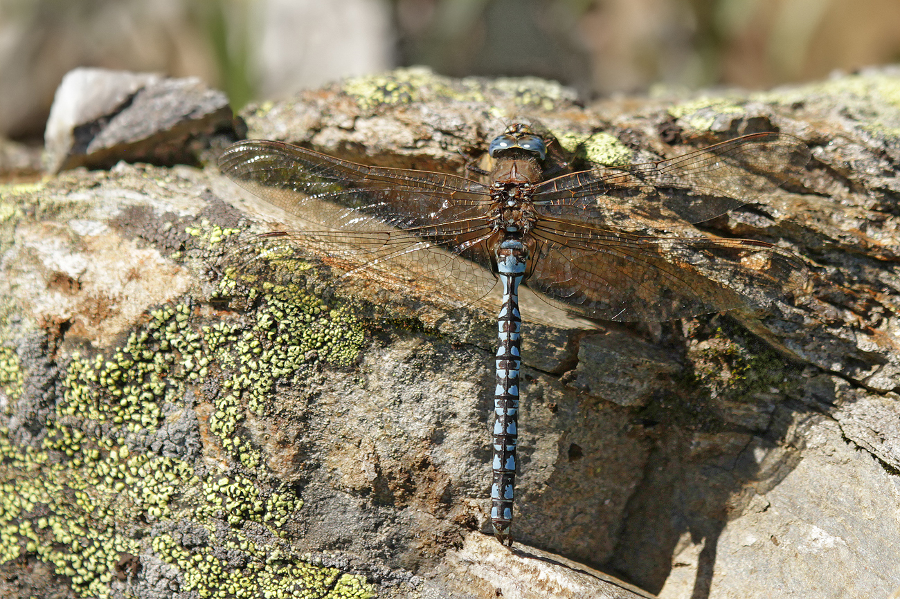 Alpen-Mosaikjungfer (Aeshna caerulea)
