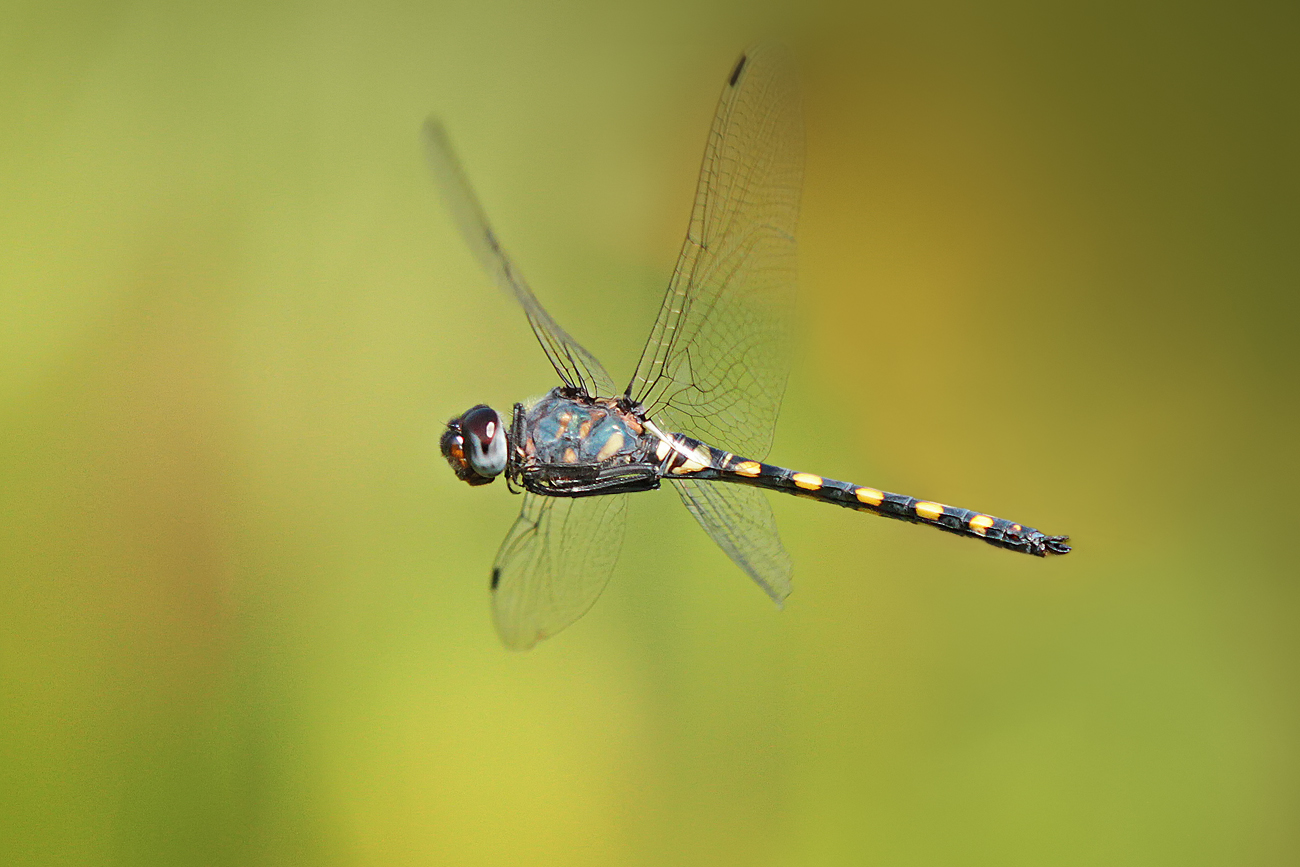 Gefleckter Wasserfallkreuzer (Zygonyx torridus), Männchen