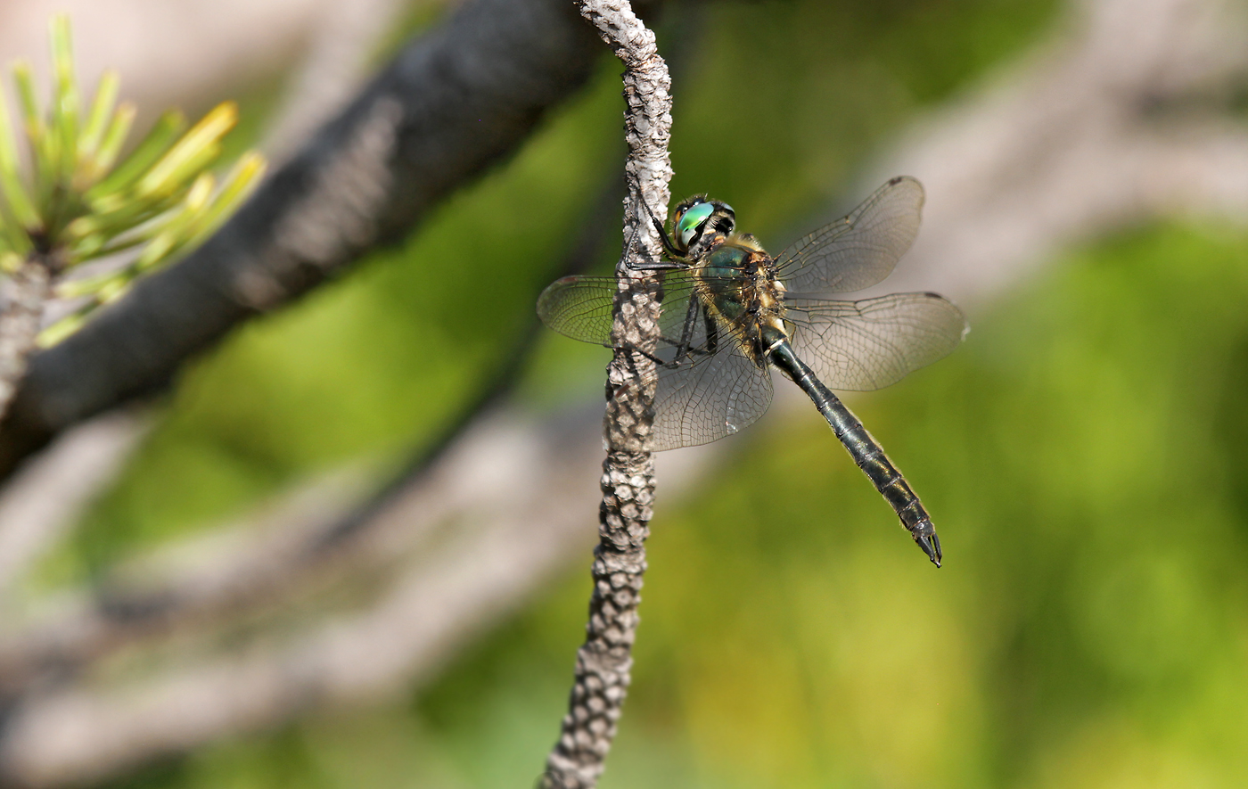 Alpen-Smaragdlibelle (Somatochlora alpestris)