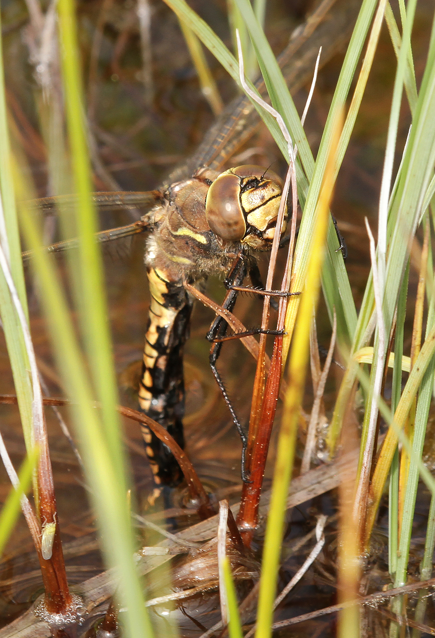 Alpen-Mosaikjungfer (Aeshna caerulea)