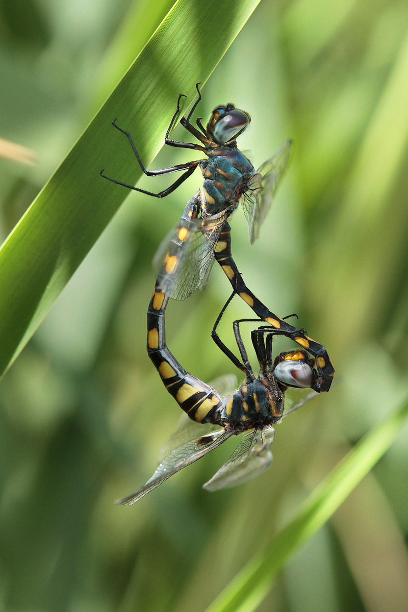 Gefleckter Wasserfallkreuzer (Zygonyx torridus), Paarungsrad