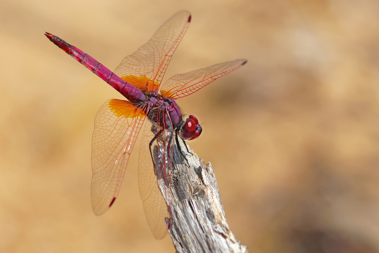 Violetter Sonnenzeiger (Trithemis annulata)