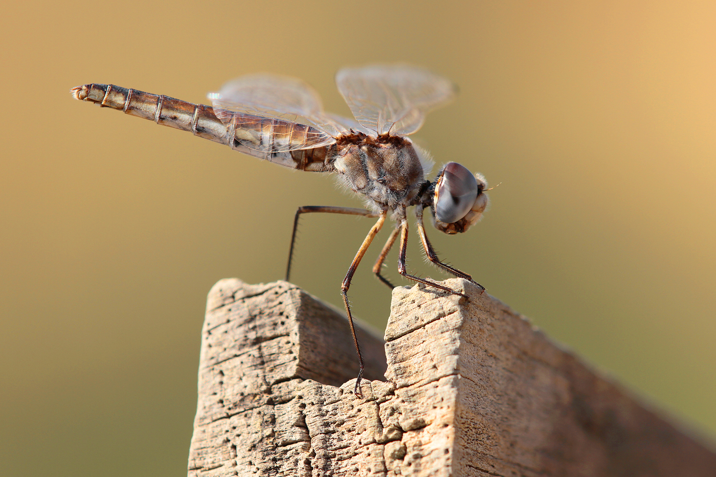 Schwarzer Baron (Selysiothemis nigra), Weibchen