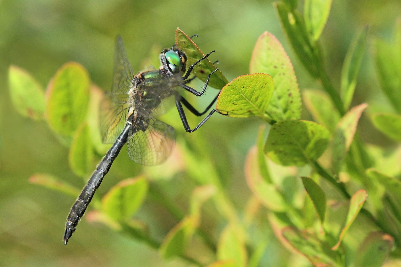 Alpen-Smaragdlibelle (Somatochlora alpestris)