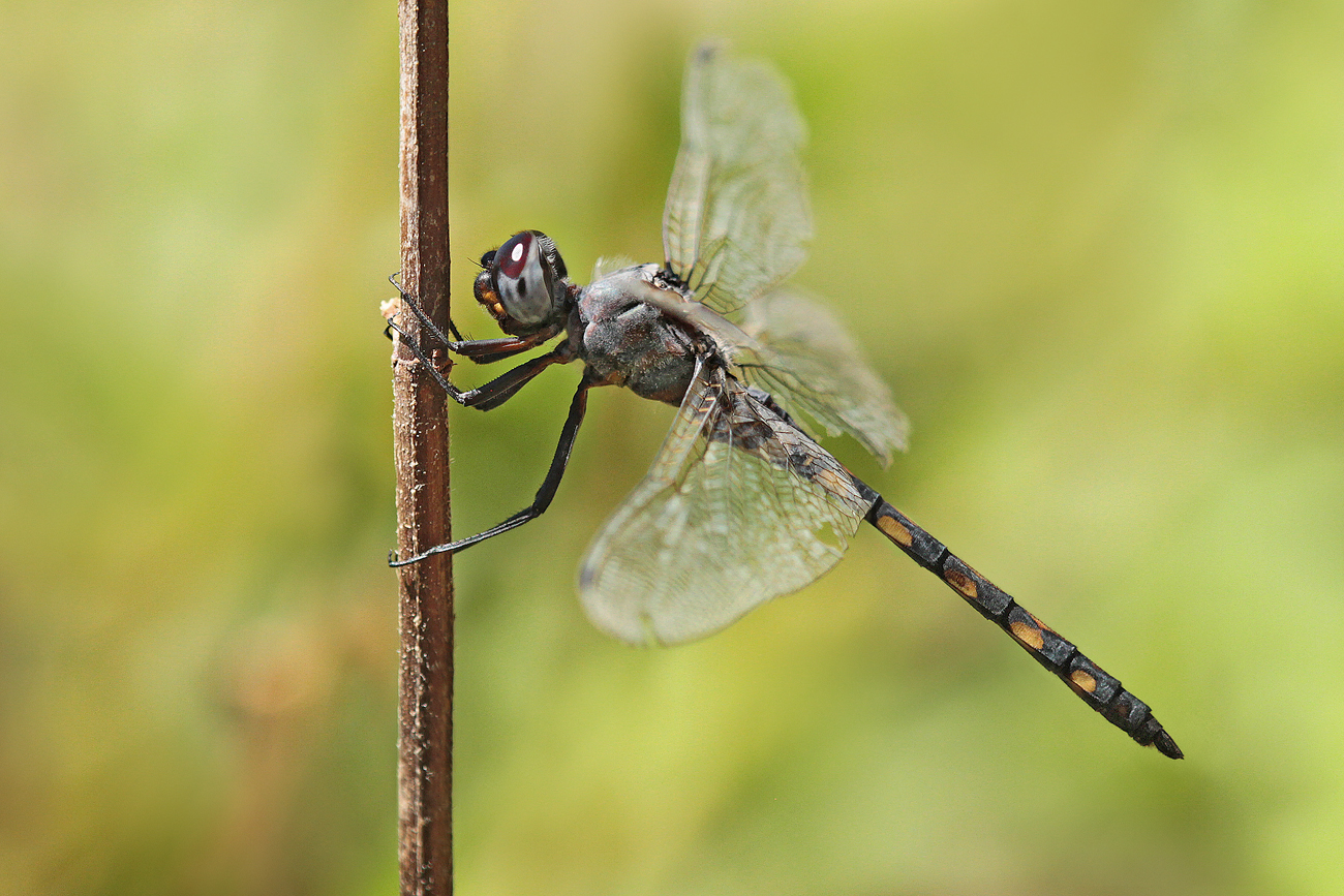 Gefleckter Wasserfallkreuzer (Zygonyx torridus)