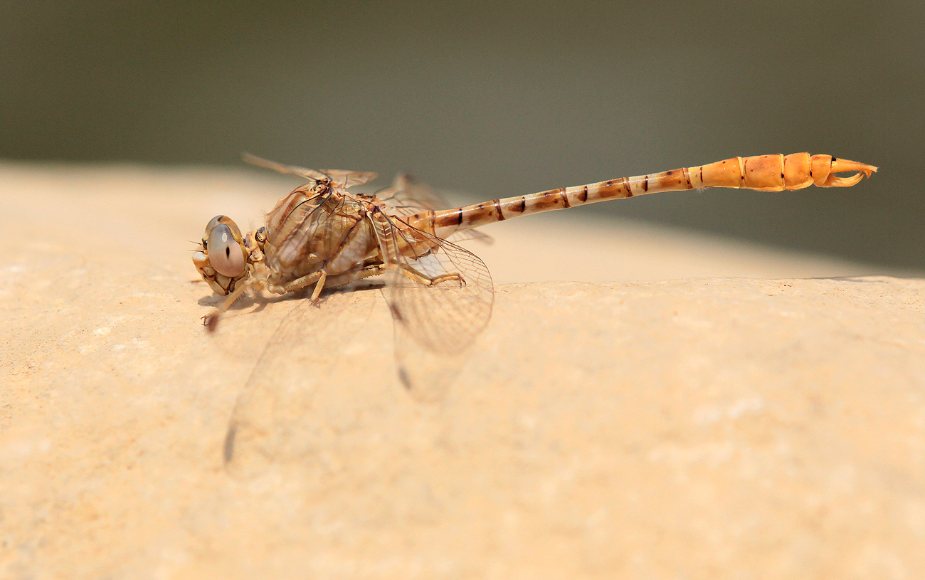 Braune Zangenlibelle (Onychogomphus costae), Männchen