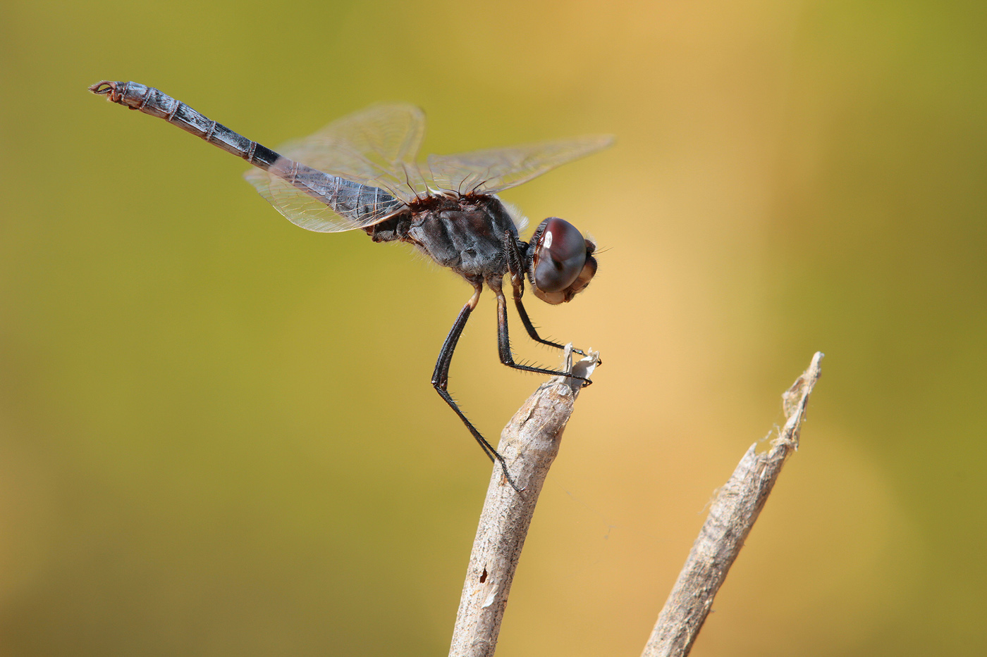 Teufelchen (Selysiothemis nigra)