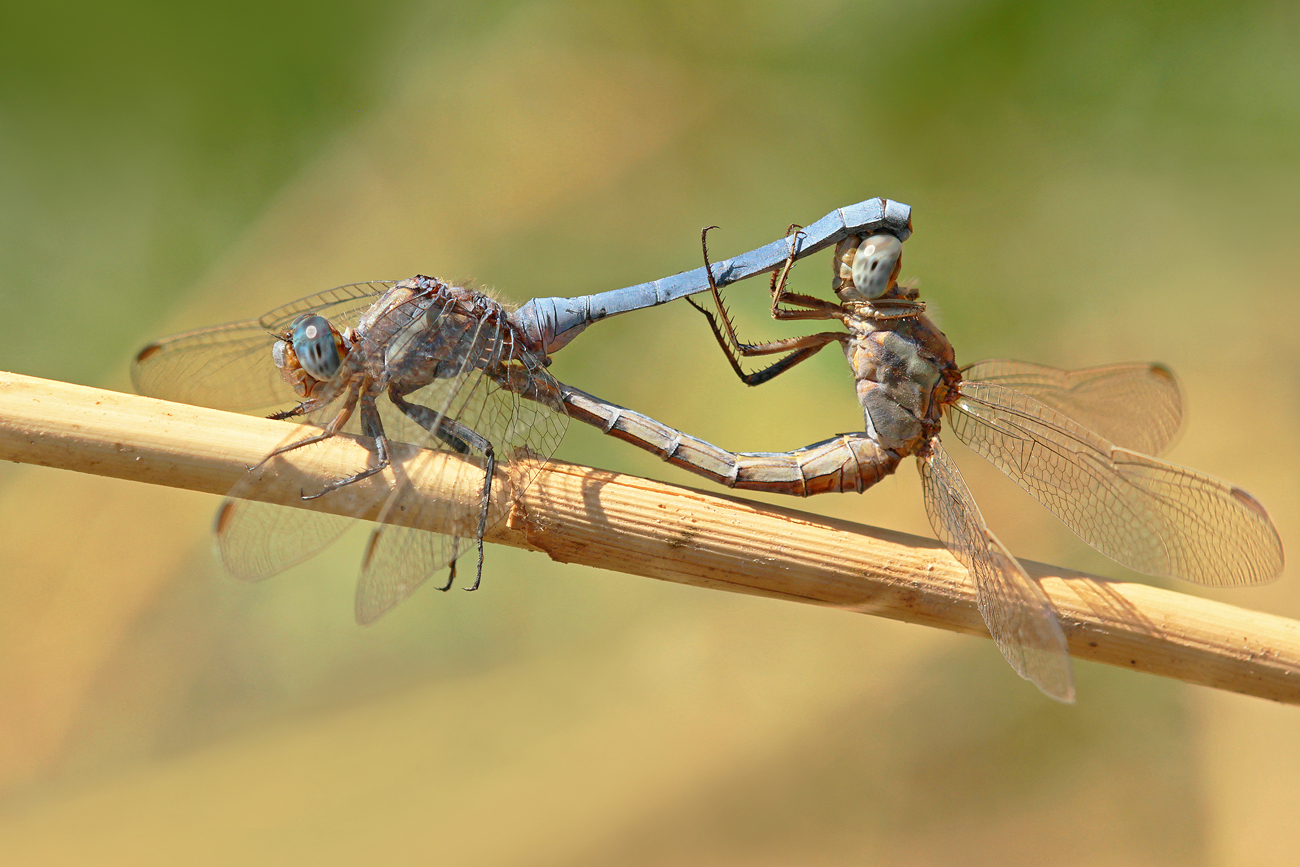 Rahmstreif-Blaupfeil (Orthetrum chrysostigma), Paarungsrad