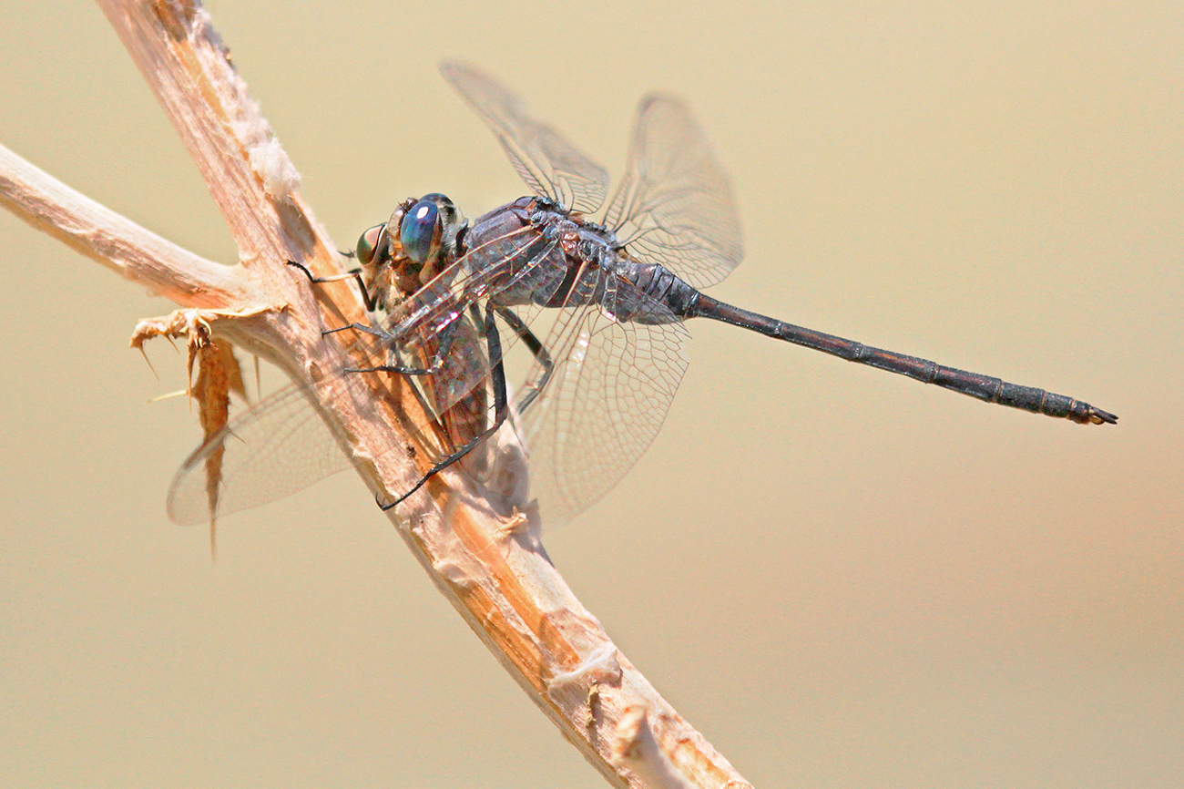 Langer Blaupfeil (Orthetrum trinacria), Männchen