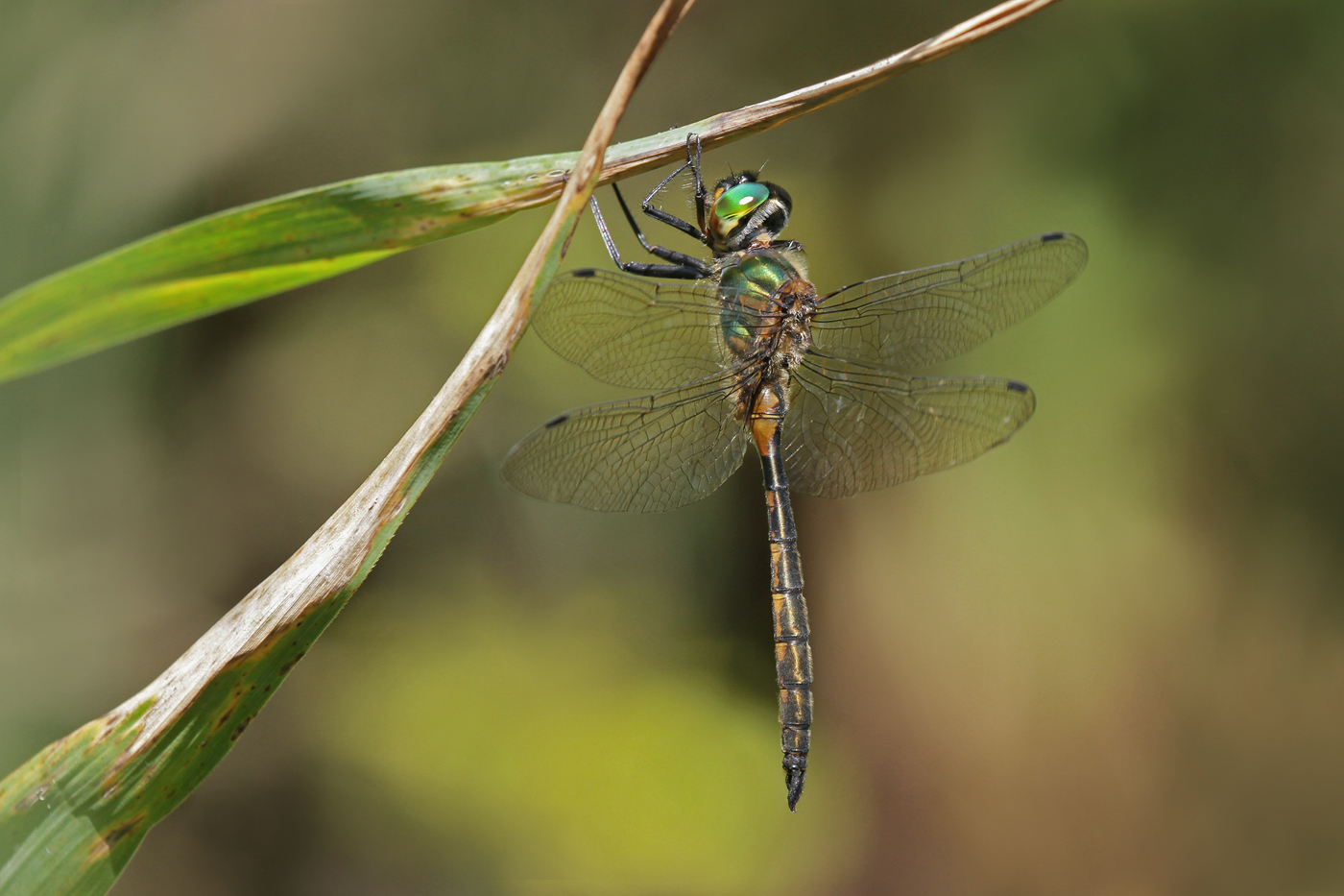 Gefleckte Smaragdlibelle (Somatochlora flavomaculata)
