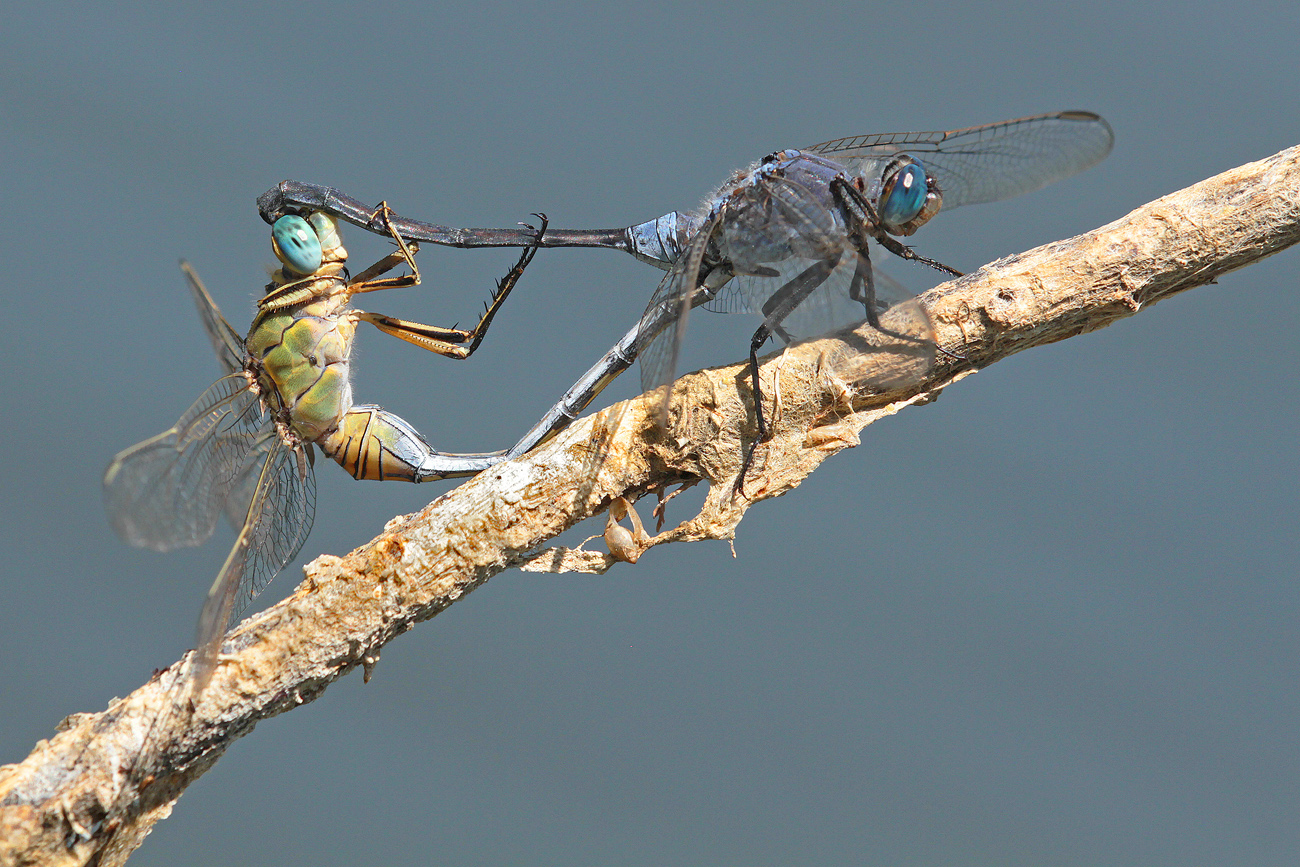 Langer Blaupfeil (Orthetrum trinacria), Paarungsrad