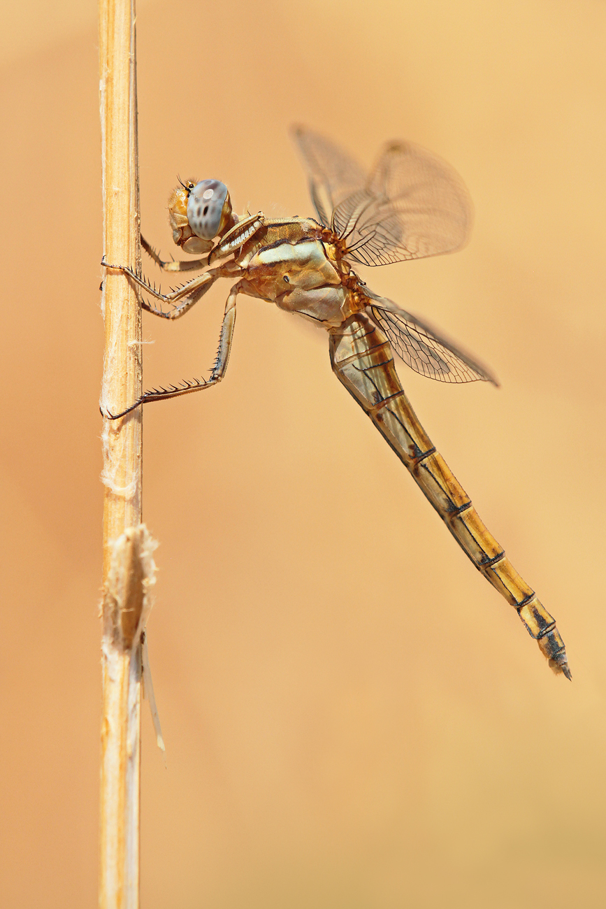 Rahmstreif-Blaupfeil (Orthetrum chrysostigma), Weibchen