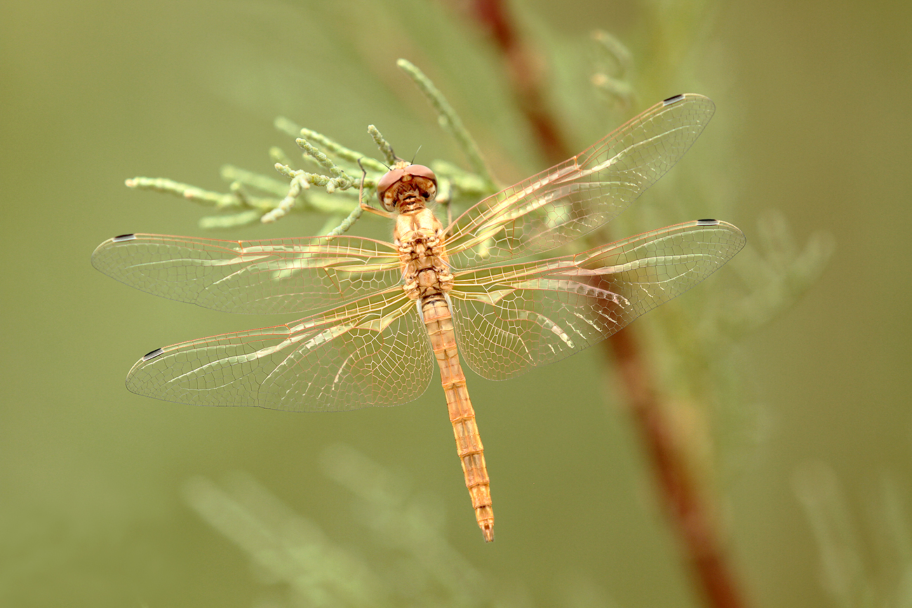 Feuerroter Sonnenzeiger (Trithemis kirbyi)