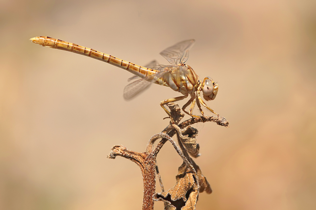 Braune Zangenlibelle (Onychogomphus costae), Weibchen