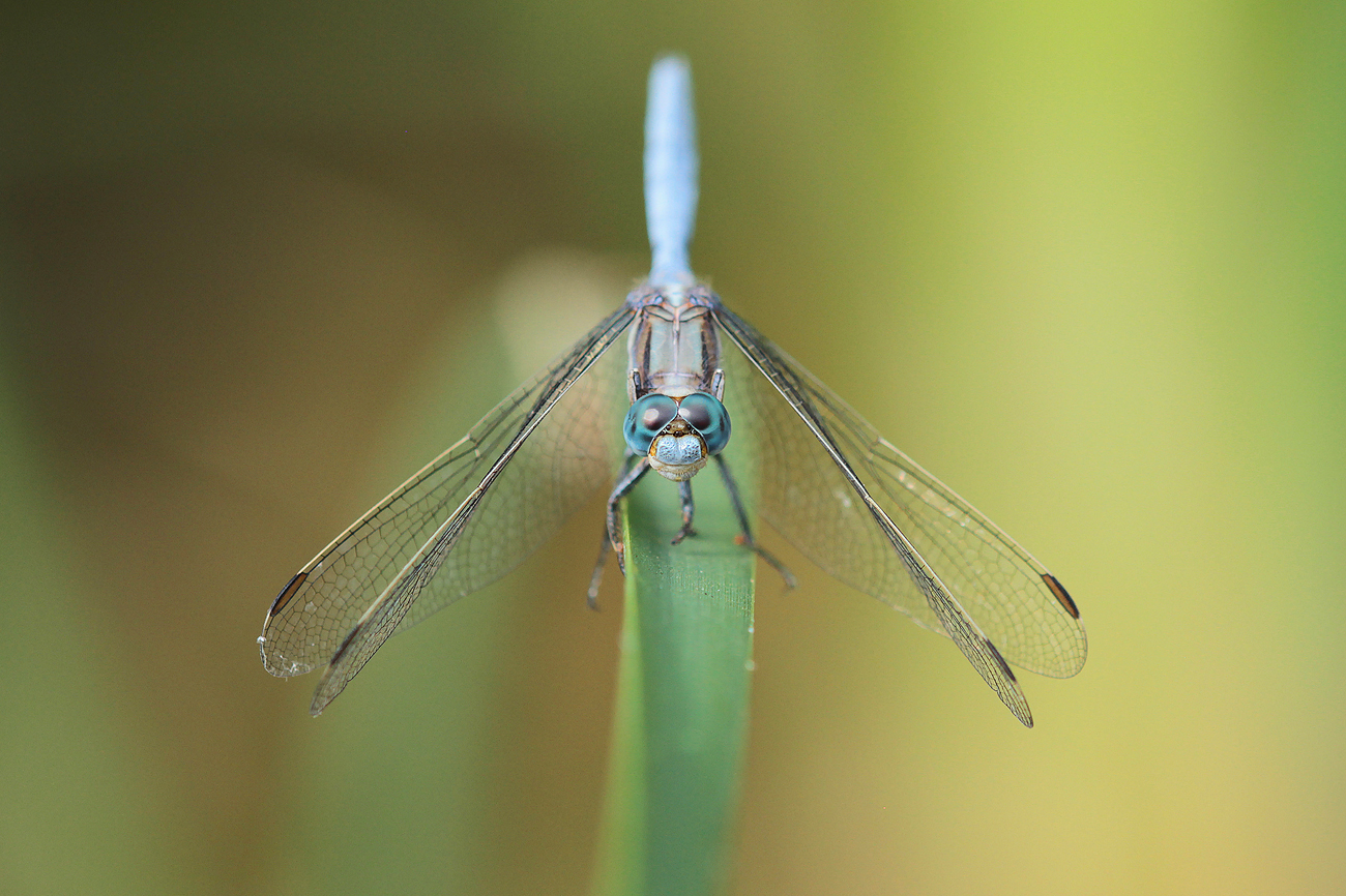 Rahmstreif-Blaupfeil (Orthetrum chrysostigma)
