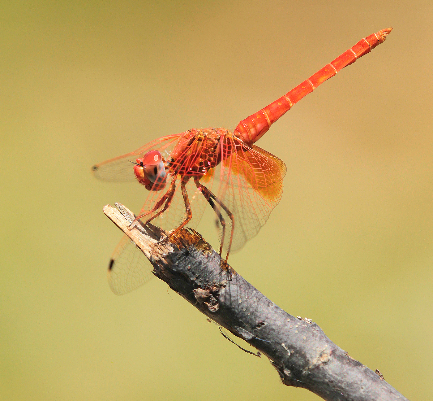 Feuerroter Sonnenzeiger (Trithemis kirbyi)