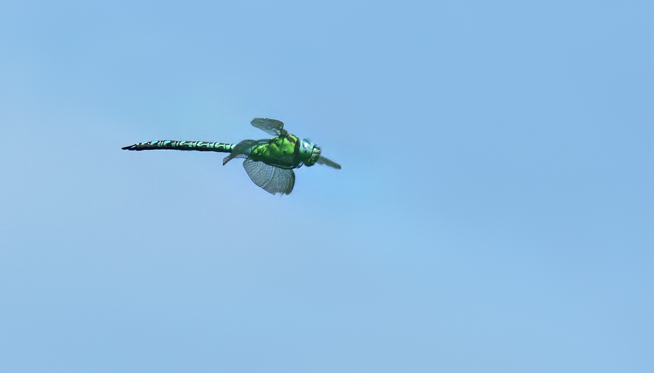 Grüne Mosaikjungfer (Aeshna viridis)
