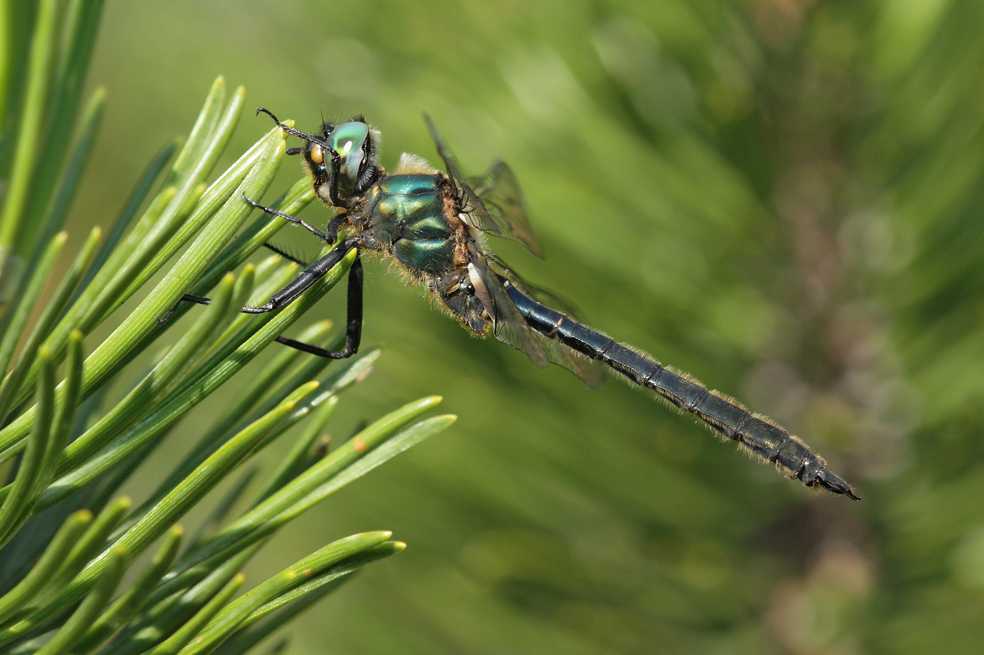 Alpen-Smaragdlibelle (Somatochlora alpestris)