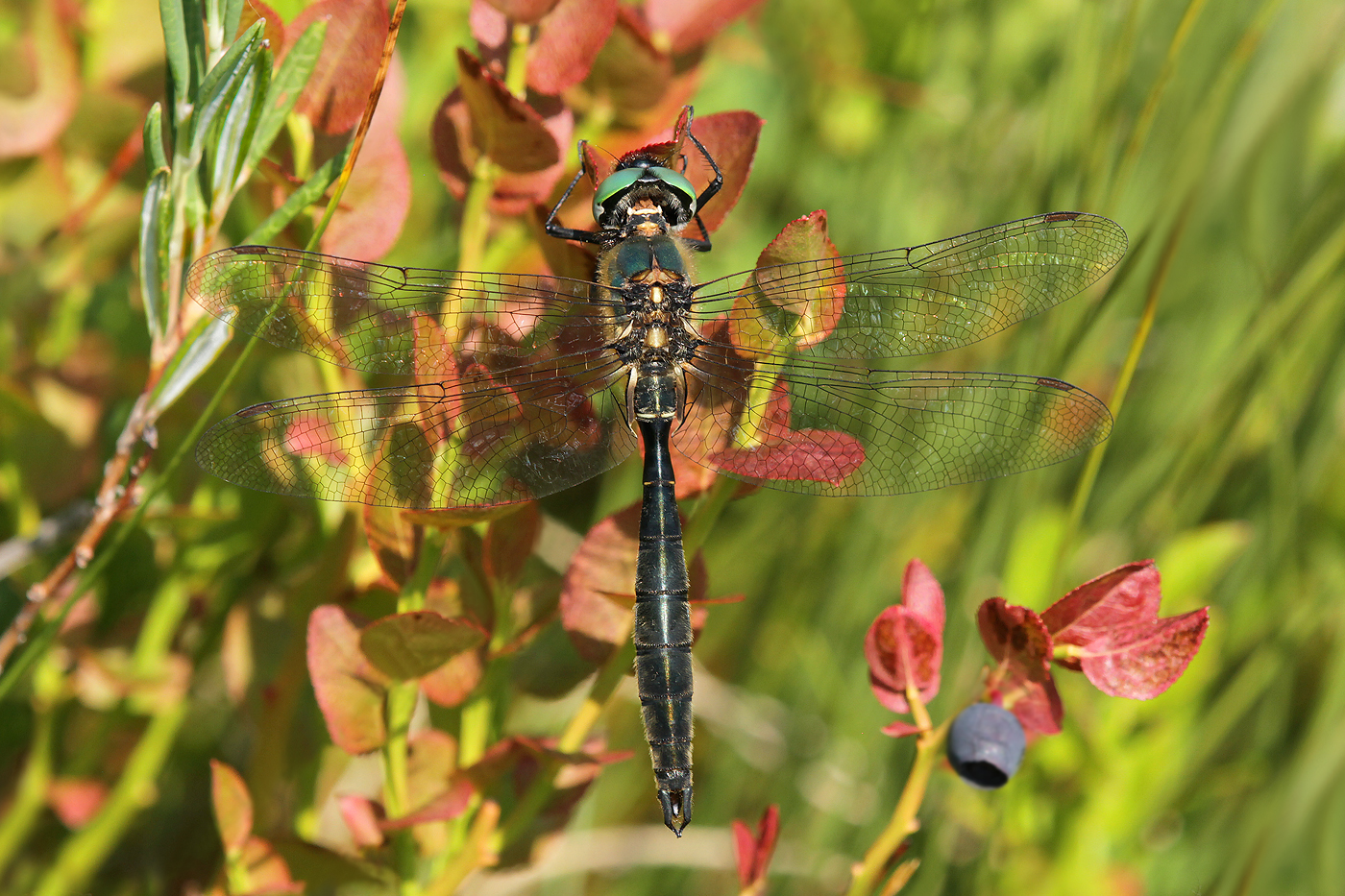 Alpen-Smaragdlibelle (Somatochlora alpestris)