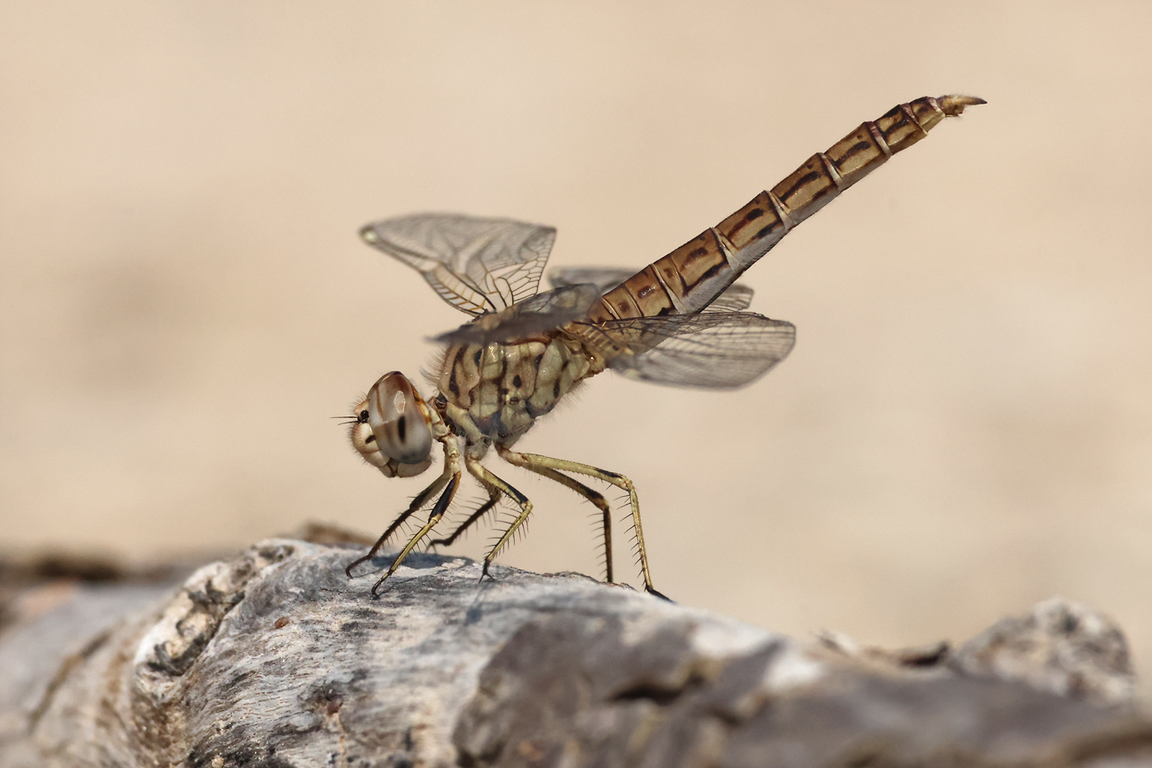 Treuer Kurzpfeil (Brachythemis impartita)