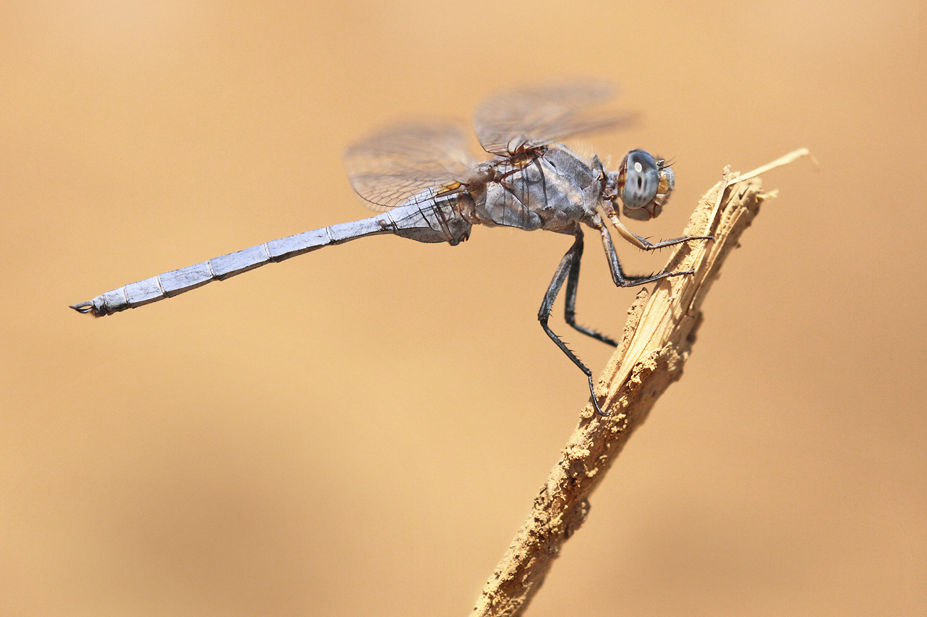 Rahmstreif-Blaupfeil (Orthetrum chrysostigma), Männchen