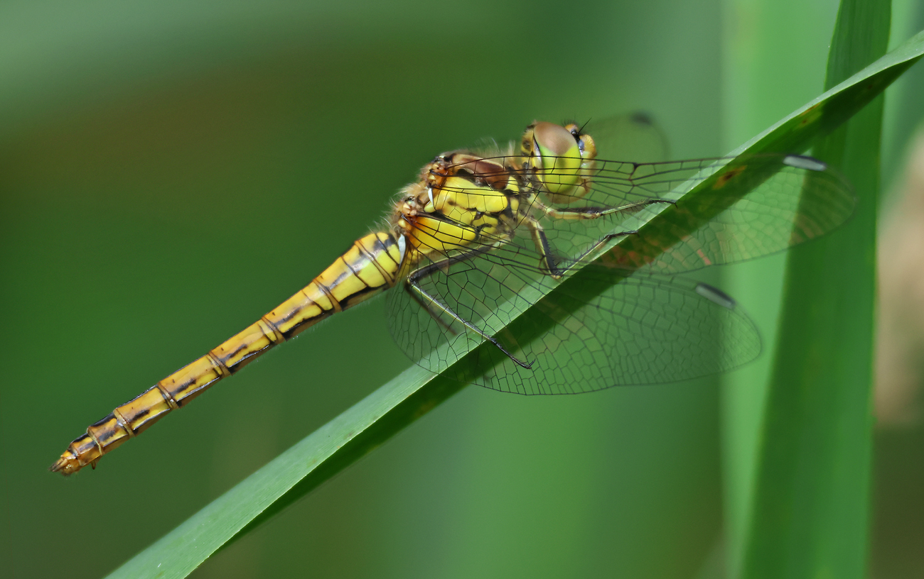 Gemeine Heidelibelle (Sympetrum vulgatum)