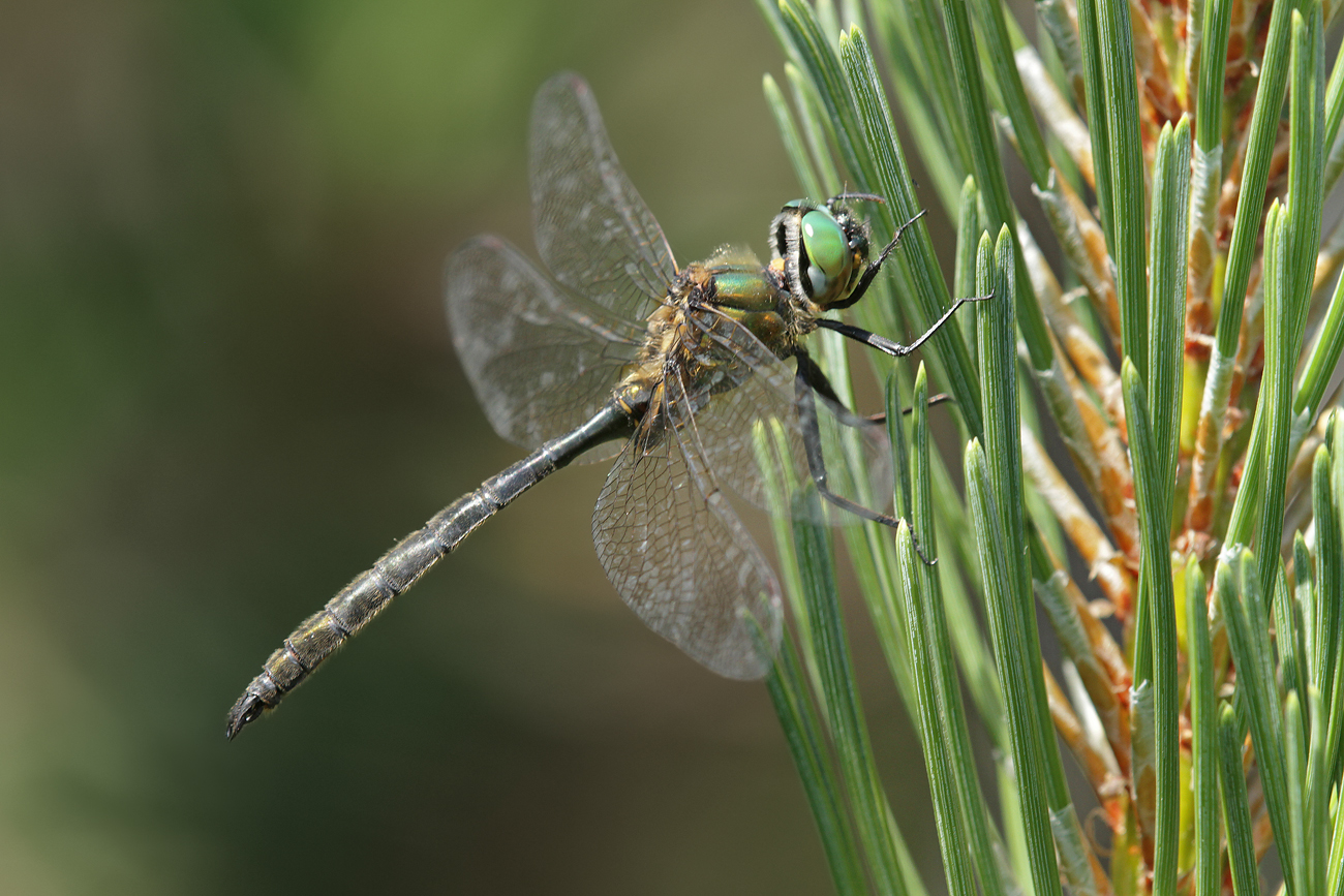 Arktische Smaragdlibelle (Somatochlora arctica)