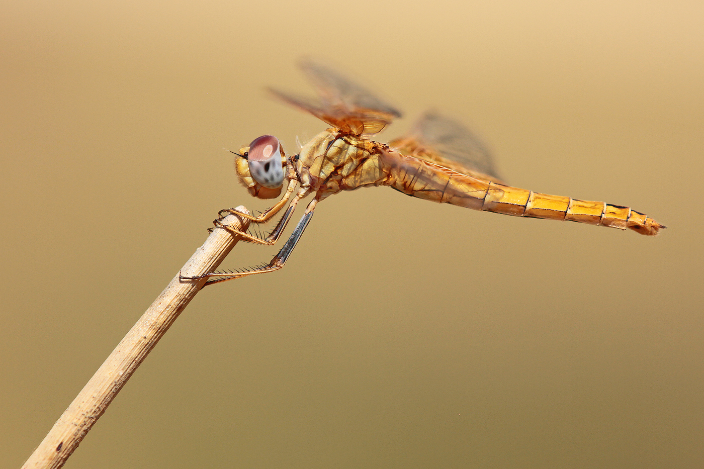 Feuerroter Sonnenzeiger (Trithemis kirbyi), Weibchen