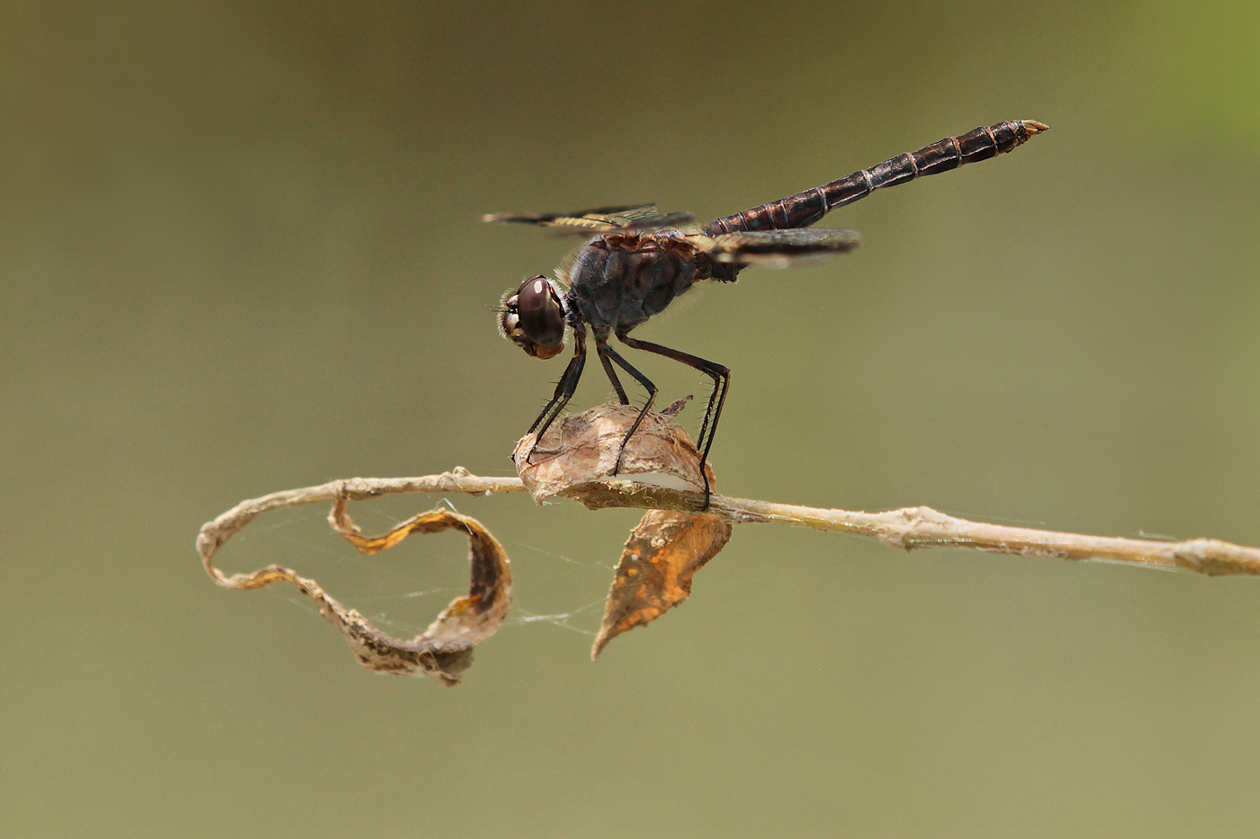 Treuer Kurzpfeil (Brachythemis impartita)