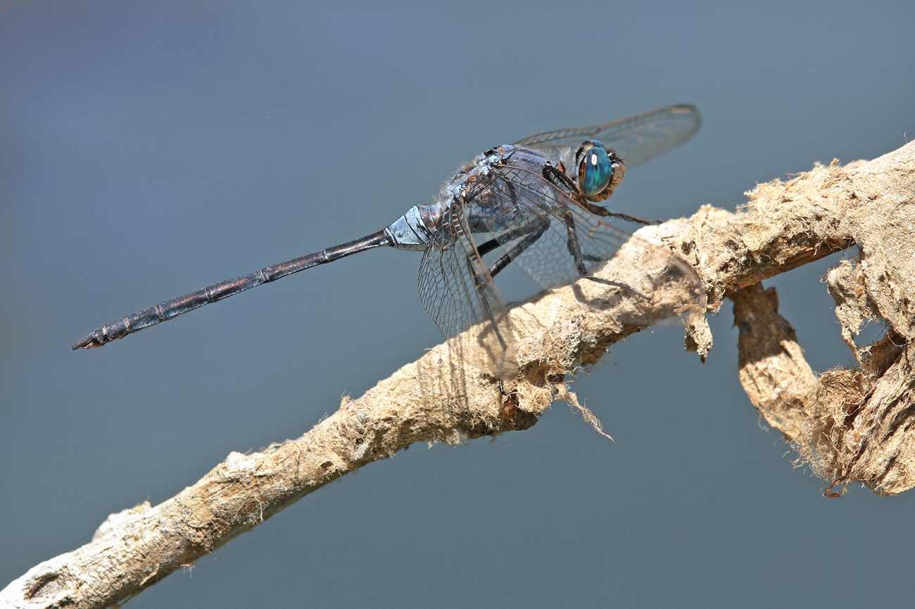 Langer Blaupfeil (Orthetrum trinacria), Männchen