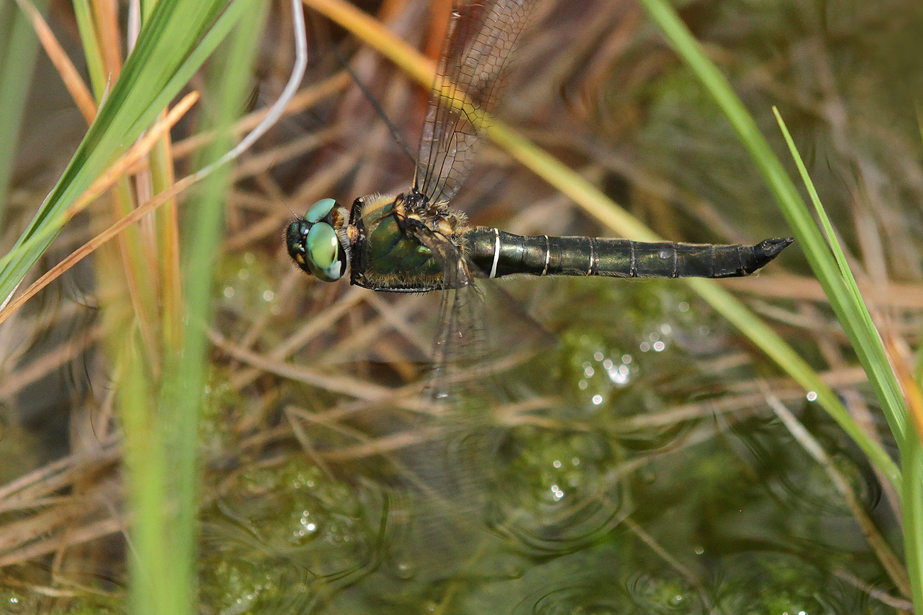 Alpen-Smaragdlibelle (Somatochlora alpestris)