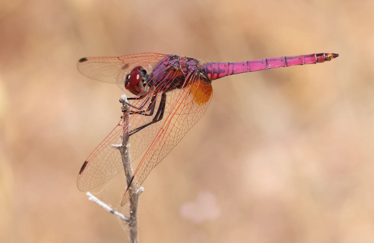 Violetter Sonnenzeiger (Trithemis annulata)