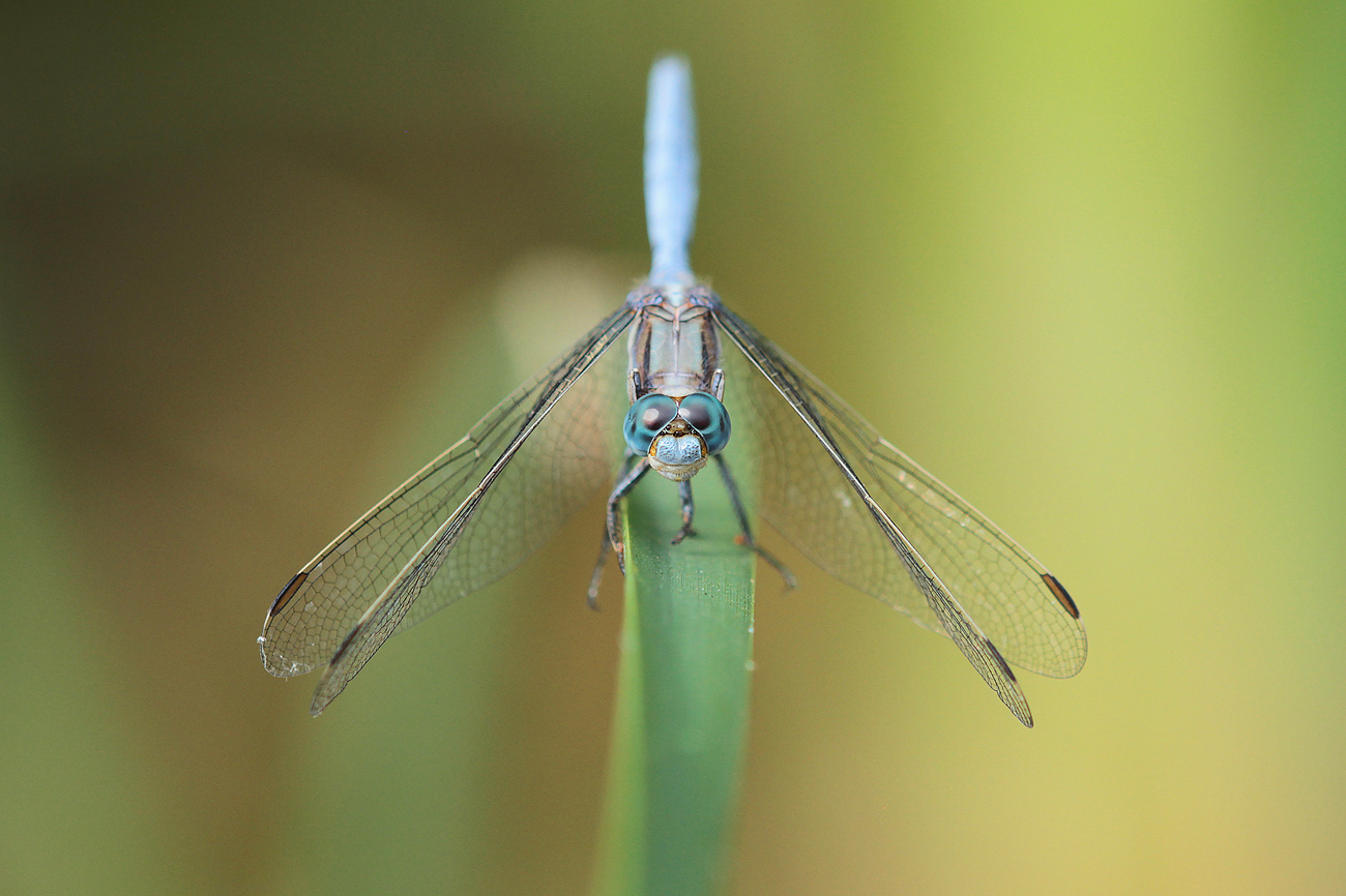 Rahmstreif-Blaupfeil (Orthetrum chrysostigma), Männchen