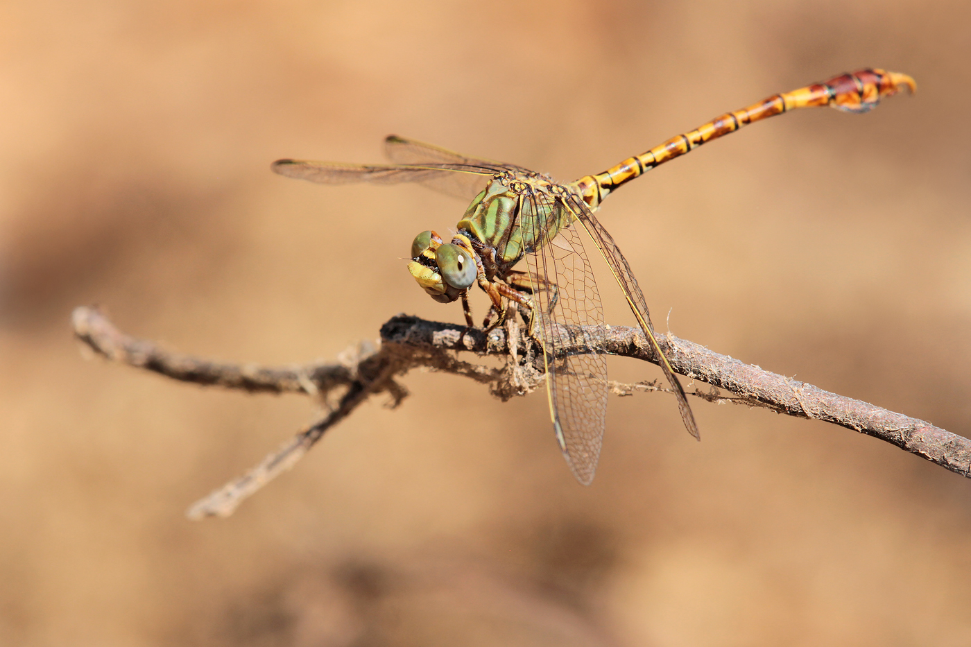 Grüne Sandjungfer (Paragomphus genei), Männchen