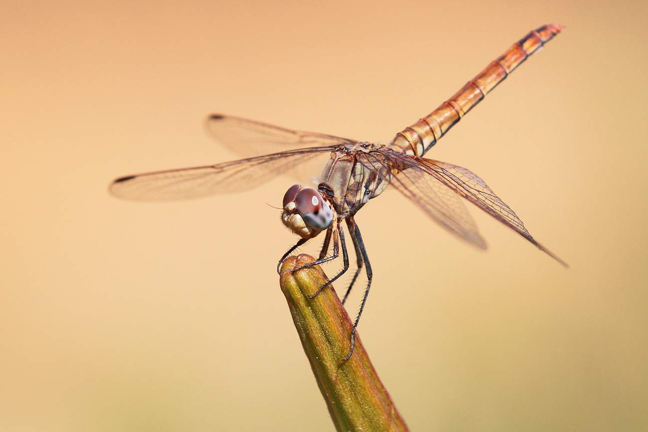 Violetter Sonnenzeiger (Trithemis annulata), Weibchen